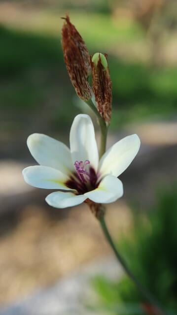Sparaxis bulbifera x parviflora (spontaneous garden cross)