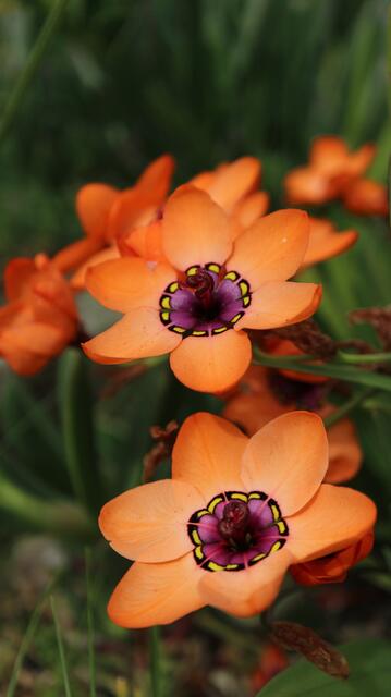 Sparaxis elegans