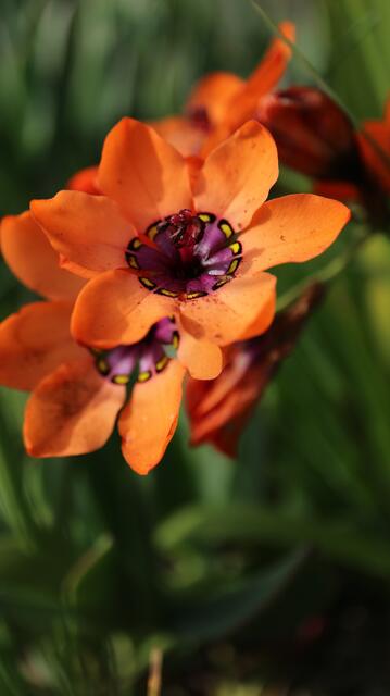Sparaxis elegans
