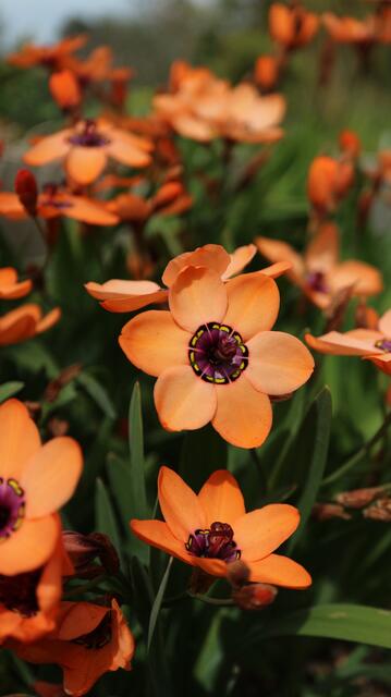 Sparaxis elegans
