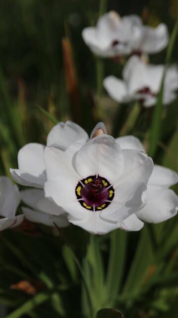 Sparaxis elegans f. alba