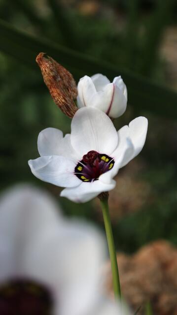 Sparaxis elegans f. alba