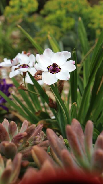 Sparaxis elegans f. alba