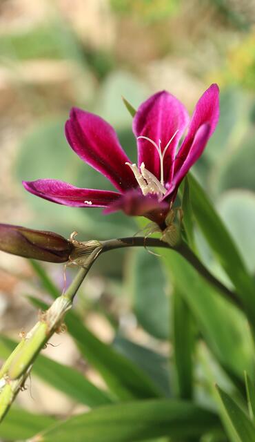 Sparaxis grandiflora