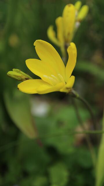Sparaxis grandiflora subsp. acutiloba