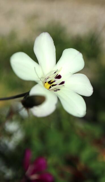 Sparaxis grandiflora subsp. fimbriata