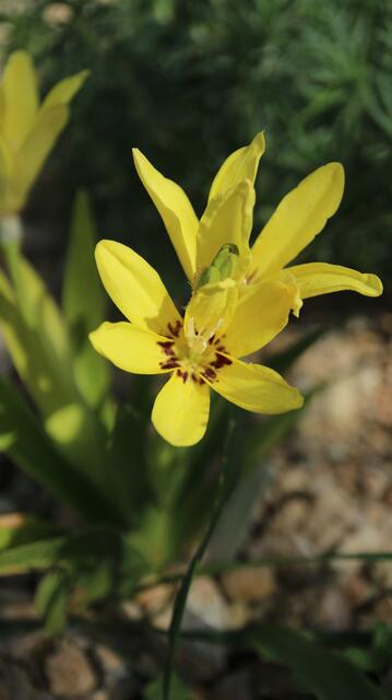 Sparaxis maculata