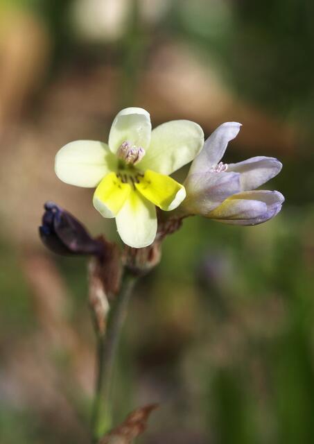 Sparaxis parviflora