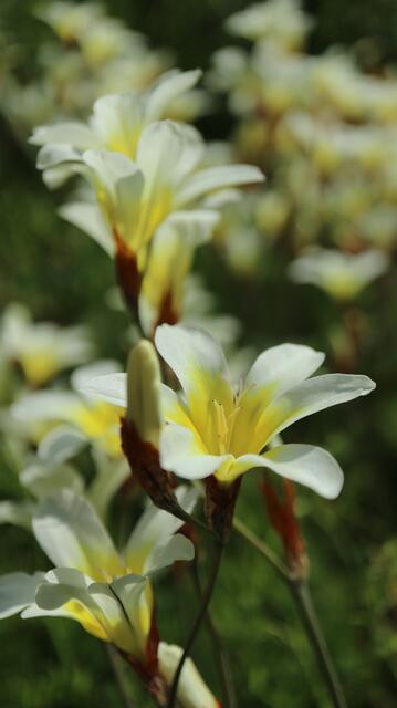 Sparaxis tricolor f. alba