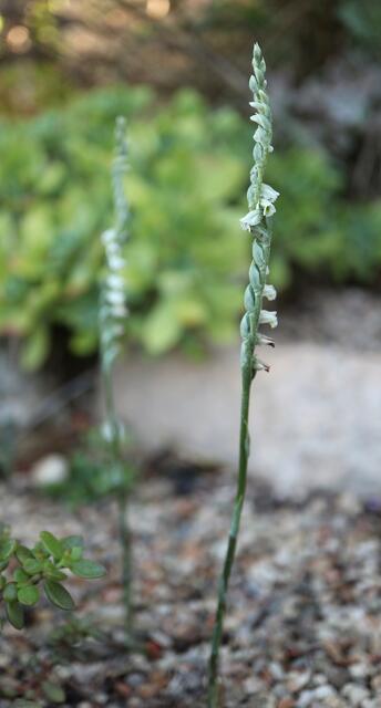 Spiranthes spiralis