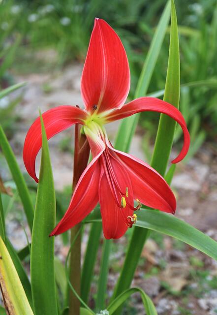 Sprekelia formosissima