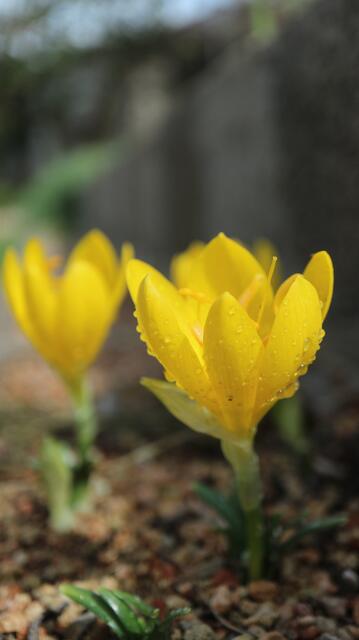 Sternbergia lutea