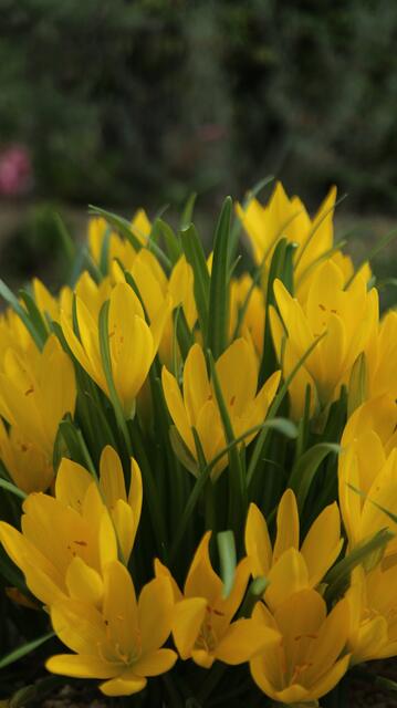 Sternbergia sicula
