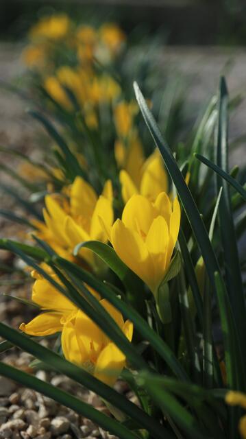 Sternbergia sicula