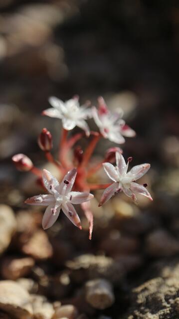 Strumaria aestivalis