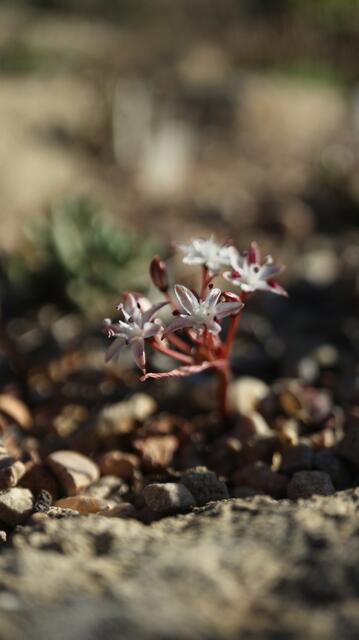 Strumaria aestivalis