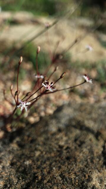 Strumaria discifera subsp. bulbillifera