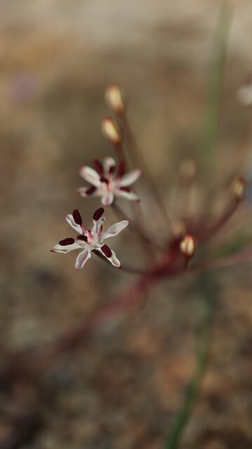 Strumaria discifera subsp. bulbillifera