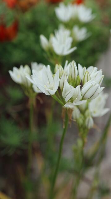 Triteleia hyacinthina