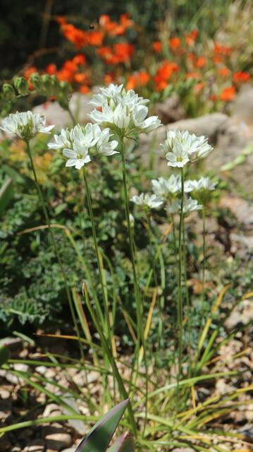 Triteleia hyacinthina