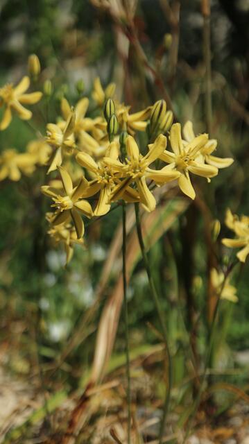 Triteleia ixioides 'Louise'