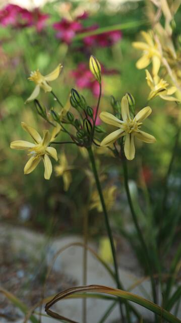 Triteleia ixioides 'Louise'