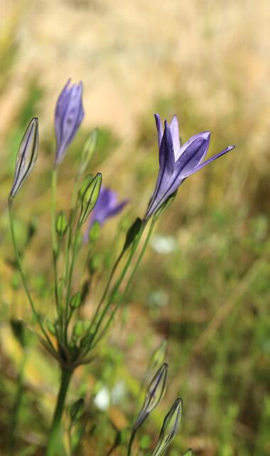 Triteleia laxa