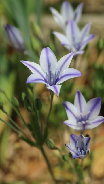 Triteleia laxa 'Foxy'