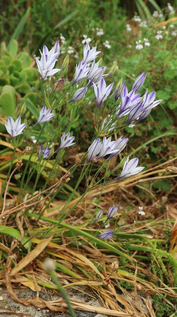 Triteleia laxa 'Foxy'