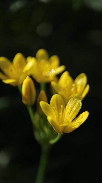 Triteleia lemmoniae
