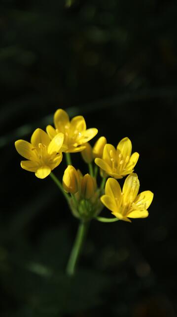 Triteleia lemmoniae