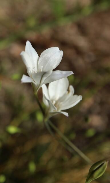Triteleia peduncularis