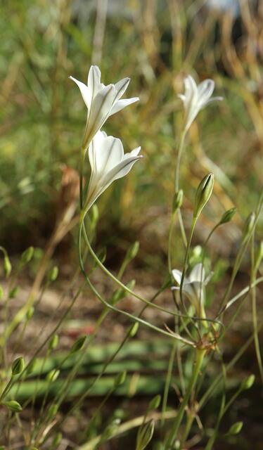 Triteleia peduncularis