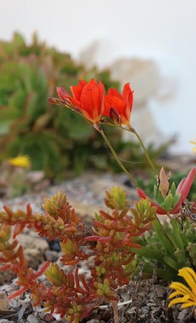 Tritonia crocata
