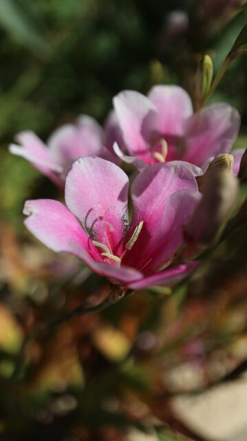 Tritonia cv