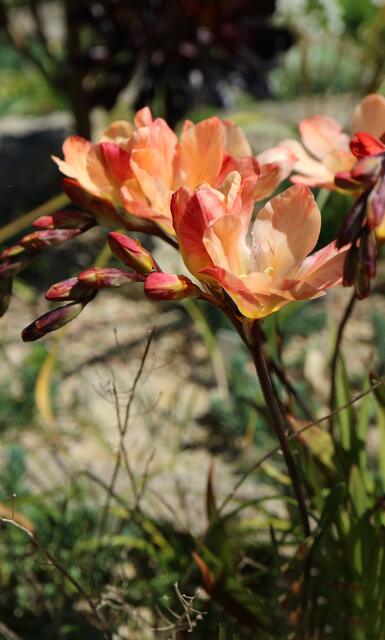 Tritonia cv