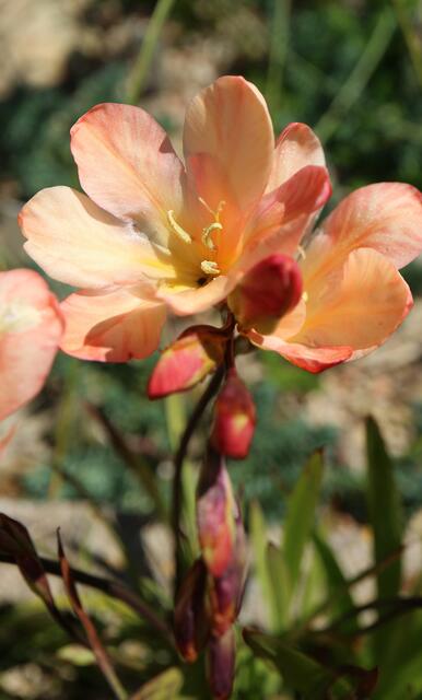 Tritonia cv