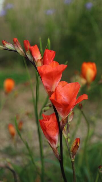 Tritonia cv