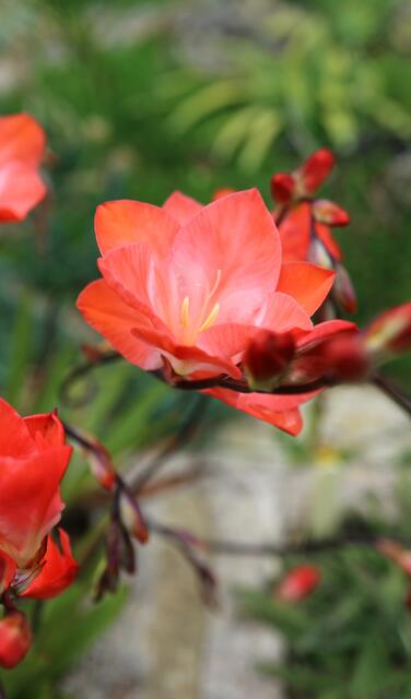 Tritonia cv