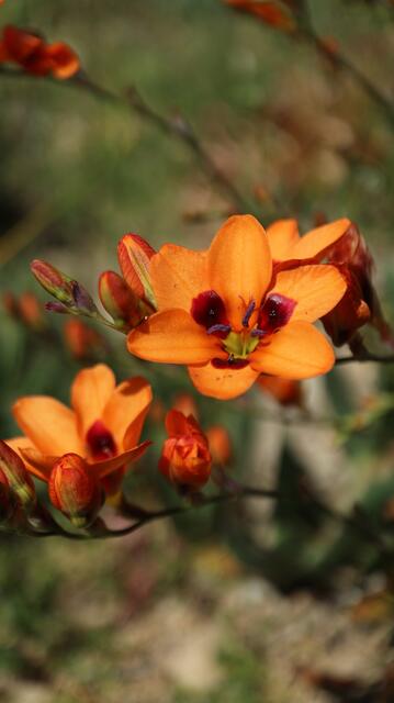 Tritonia deusta