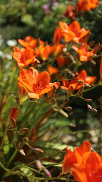 Tritonia deusta cv