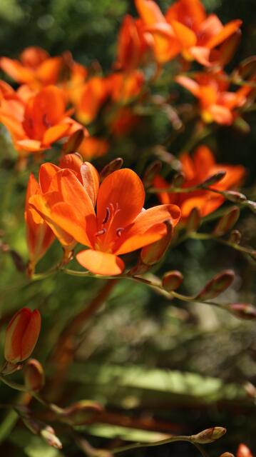 Tritonia deusta cv