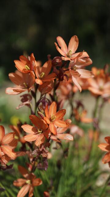 Tritonia dubia