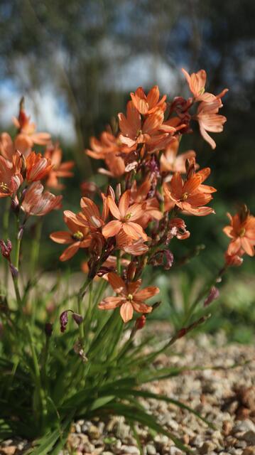 Tritonia dubia