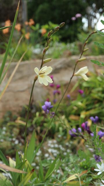 Tritonia gladiolaris