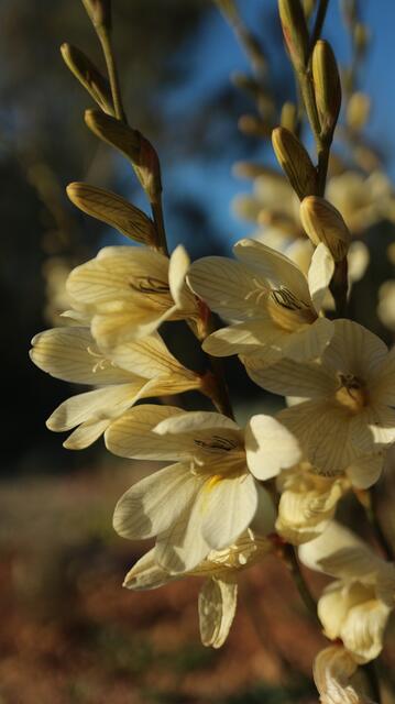 Tritonia gladiolaris