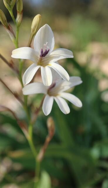 Tritonia pallida