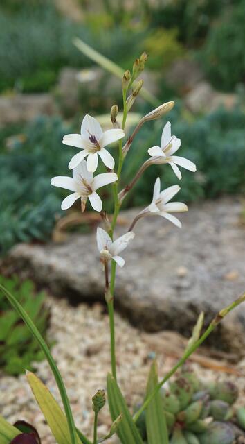 Tritonia pallida