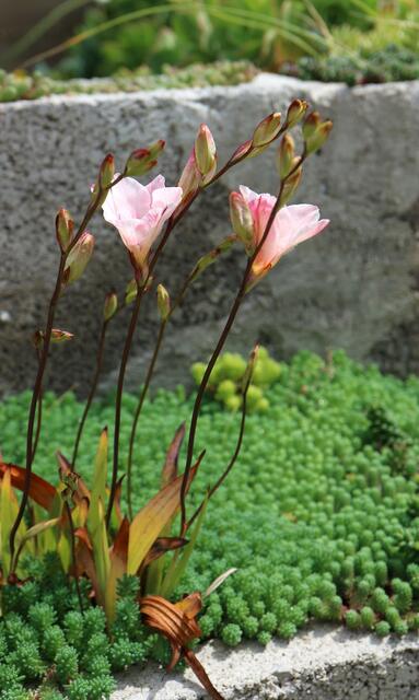 Tritonia 'Pink Sensation'