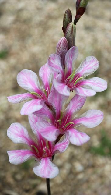 Tritonia squalida
